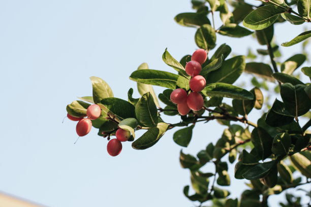 近距离观察卡兰达，卡兰达，科伦查果树，卡伦查种子成熟粉红色或红色彩色，热带柑橘或科伦查水果，科伦查新鲜。图片下载