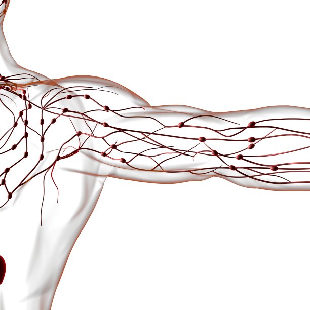 人体淋巴结解剖用于医学概念3D渲染图片下载