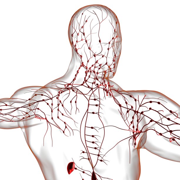人体淋巴结解剖用于医学概念3D渲染图片下载