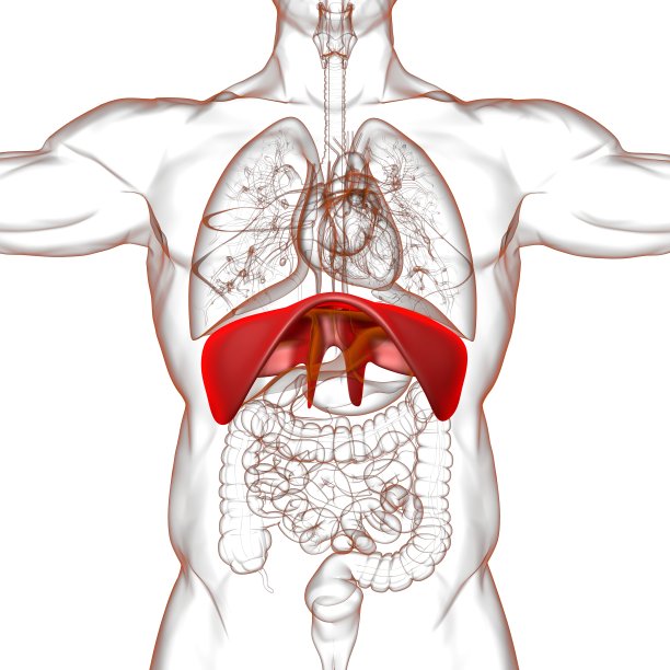 医用概念三维渲染的膈肌人体呼吸系统解剖图片下载