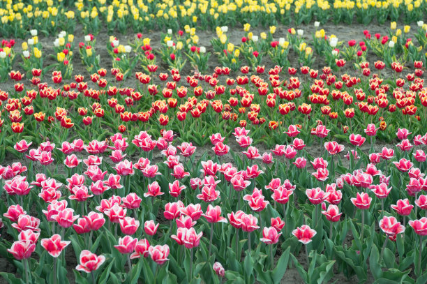 温室里的花朵。大自然是人类抗压力的源泉。美丽的彩色郁金香田。荷兰在春天。五颜六色的郁金香田，荷兰。春天的球茎田。和谐在冥想图片下载
