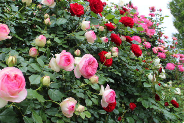 日本的五彩玫瑰花园。图片下载