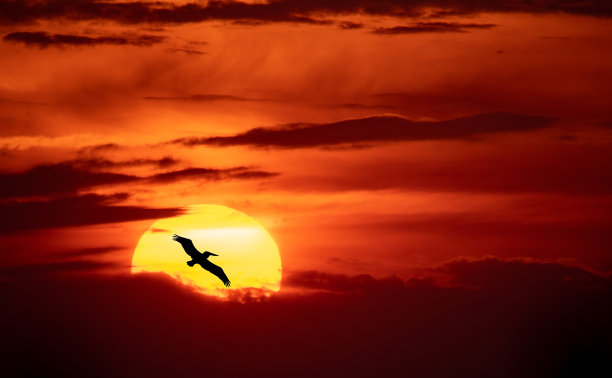 鹈鹕在佛罗里达图片下载