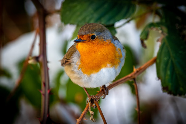 这是一只羽毛鼓胀的欧洲红胸知更鸟的正面照片，它在冬天坐在树枝上看着照相机。图片下载