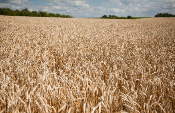 金色的麦田，蓝天白云。图片下载
