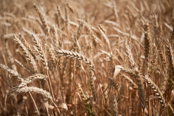 田野里长着漂亮的麦穗。图片下载