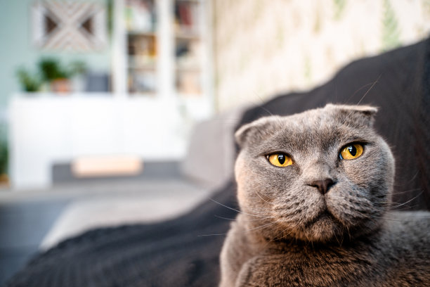 在一个现代化的室内设计中，一只苏格兰折耳猫坐在客厅的沙发上图片下载