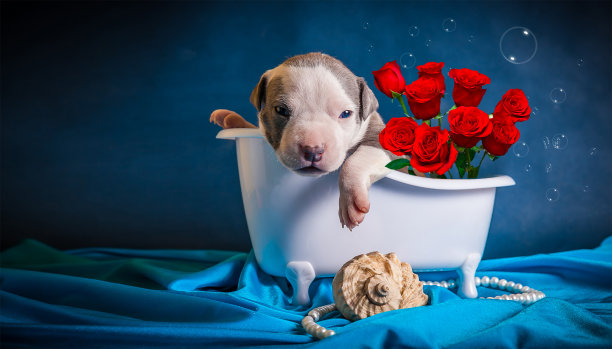 小狗躺在浴室里，手里拿着一束玫瑰花。祝贺妇女节!爱的告白图片下载