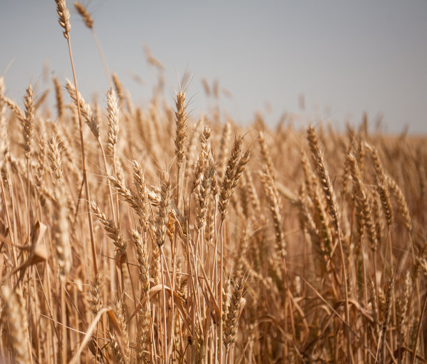 蓝天下田野里金黄的麦穗。图片下载