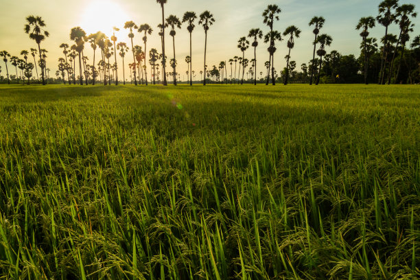 绿色稻田在早上的棕榈树在日出时间图片下载
