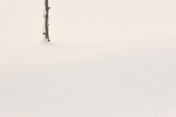下雪的森林景观。孤独的树干。田园诗般的自然背景。明信片图片下载