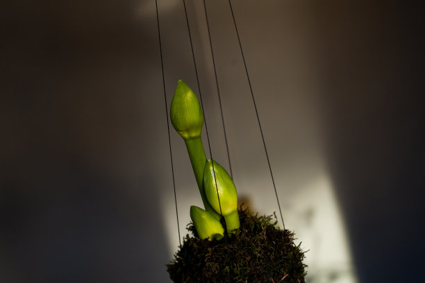 孤挺花的花蕾Kokedama图片下载