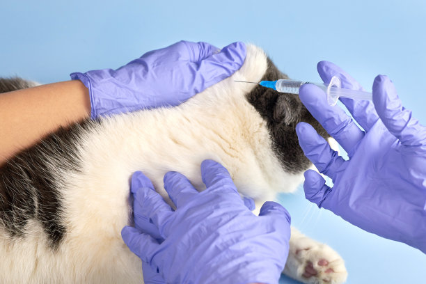 兽医戴着医用手套，在给猫注射之前拿着注射器。图片下载