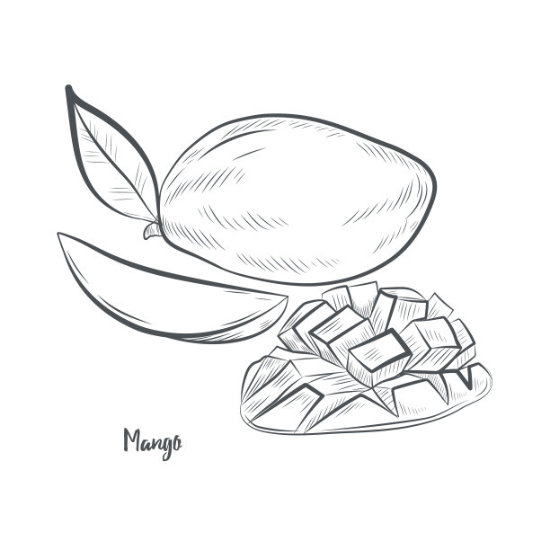 芒果水果素描矢量插图。图片下载