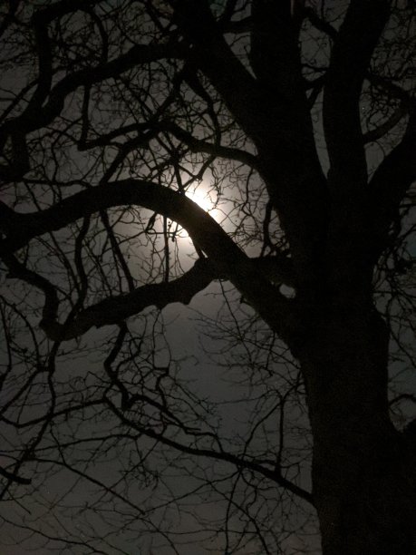 月光下的树图片下载