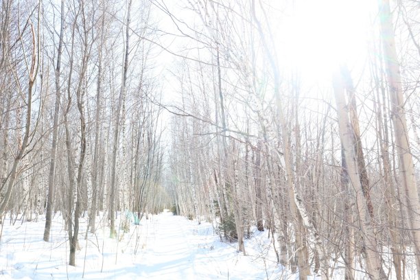 冬季森林图片下载