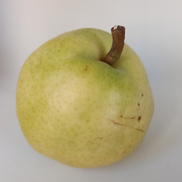 白地上的梨花图片下载