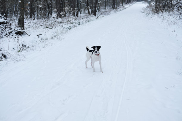 可爱的狗在白雪覆盖的道路在森林里的冬天图片下载