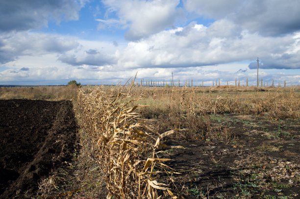 农田里的干玉米映衬着多云的蓝天图片下载