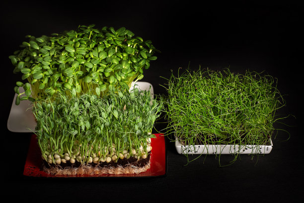 向日葵，小洋葱，豌豆。微绿色;花旗集团——农场。底片上的黑色背景图片下载