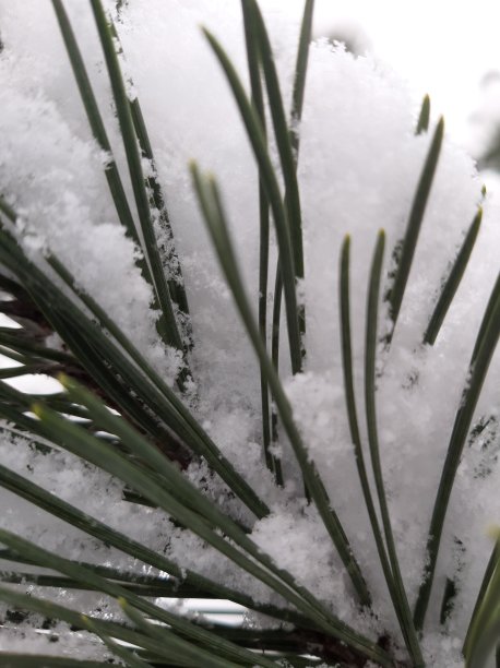 松枝在雪中图片下载