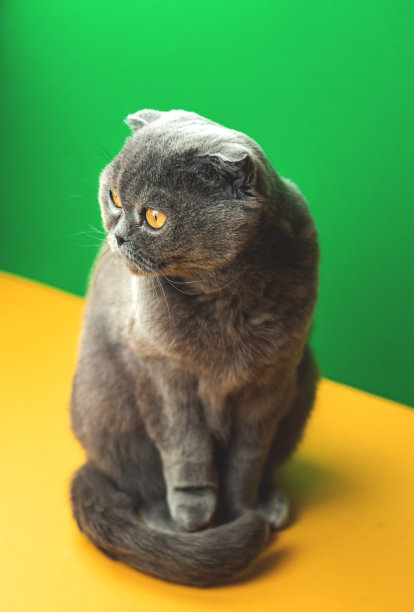 创意猫动物工作室照片与苏格兰折品种在两个色调的背景图片下载