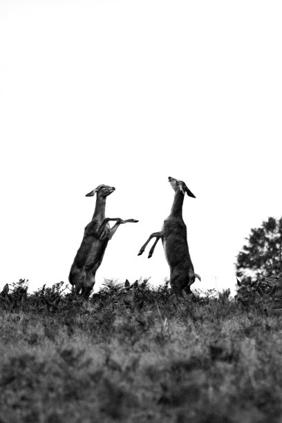 红鹿战斗。里士满公园,伦敦图片下载