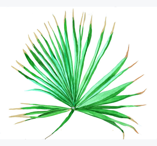 水彩棕榈叶孤立在白色植物插图。图片下载