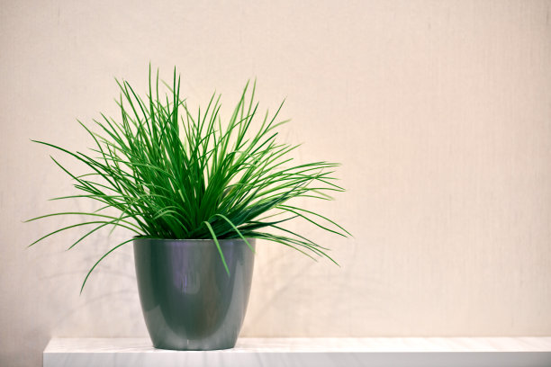 架子上的人造绿色花盆图片下载