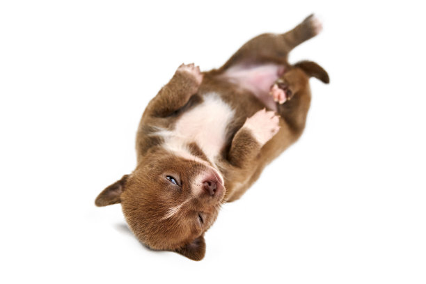 平躺着睡觉的吉娃娃小狗图片下载