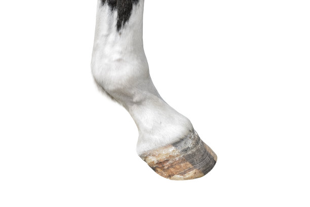 马蹄靠近。农场动物的蹄孤立在白色图片下载