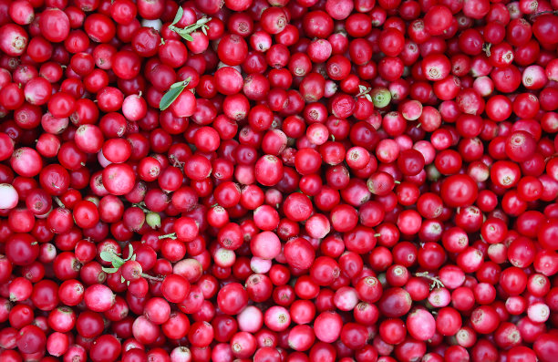 新鲜采摘蔓越莓图片下载