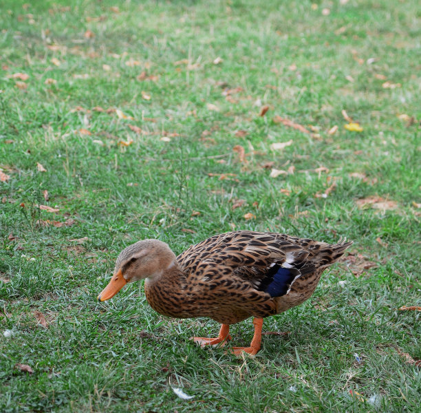 棕色大鸭图片下载
