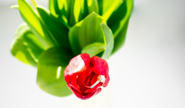 一个红色郁金香的特写，里面有一个金色的钻石戒指图片下载