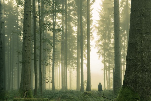 雾蒙蒙的森林图片下载