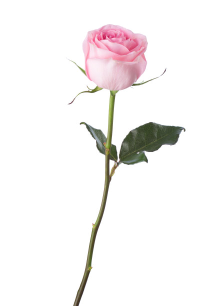 孤立在白色背景上的浅粉色玫瑰。图片下载