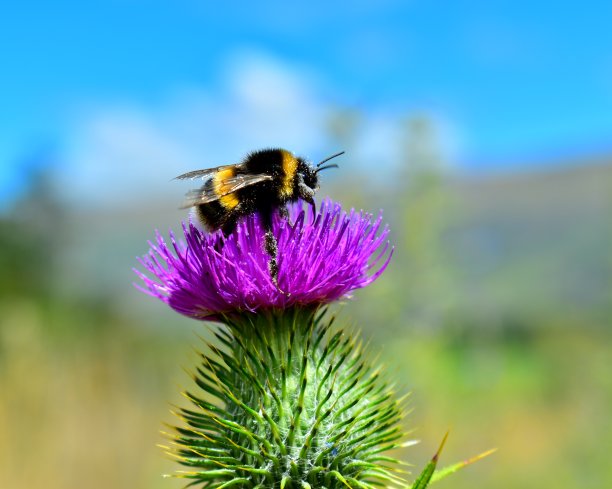 大黄蜂图片下载