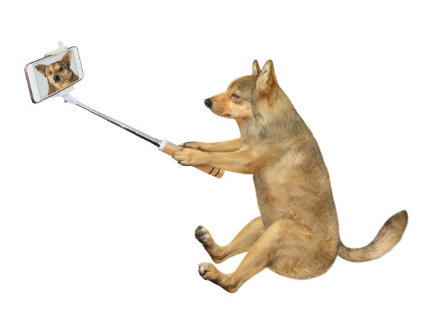 狗狗坐着自拍图片下载