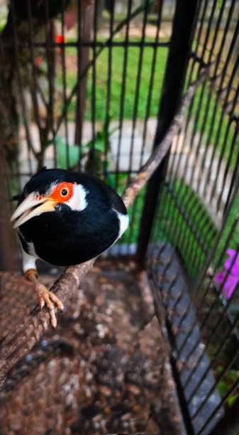 敏锐的眼睛图片下载