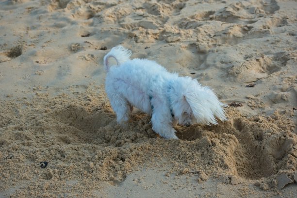 马耳他狗在海滩上有趣地挖掘图片下载