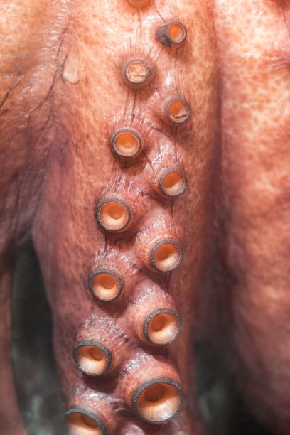 章鱼是一种美味的海鲜，它吸着海洋野生动物的触角图片下载