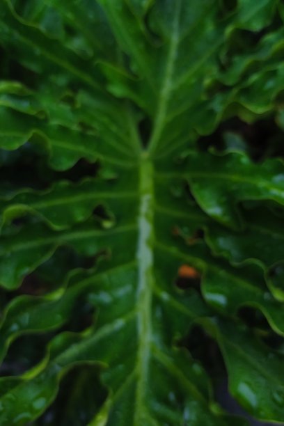 呈绿色的叶子图片下载