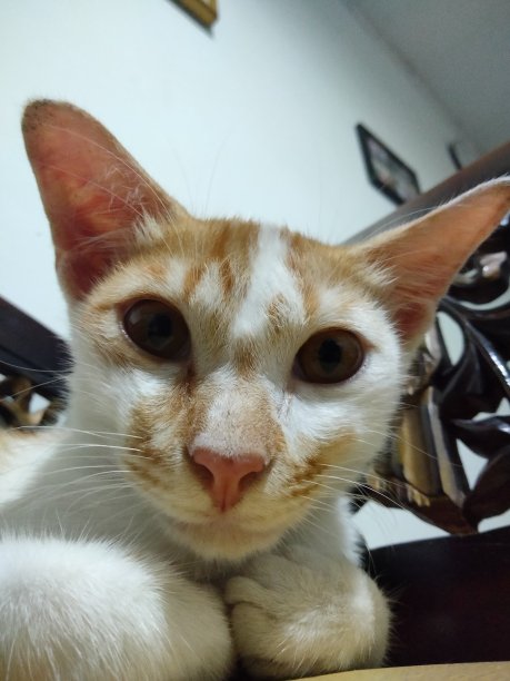 可爱的猫家白橙图片下载