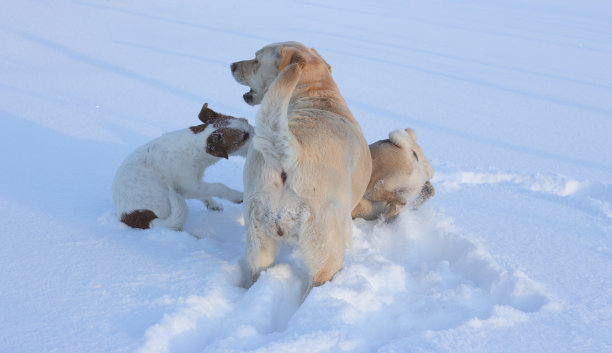 这只拉布拉多寻回犬在和杰克罗素梗和哈巴狗玩耍时露出了自己的屁股。在雪地里玩冬季游戏，宠物们在大自然中散步。图片下载