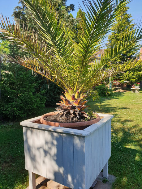 凤凰棕枣棕在花盆里图片下载