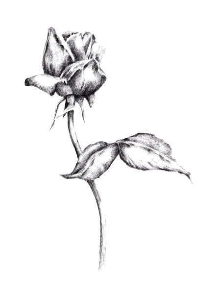 玫瑰花朵。素描图片下载