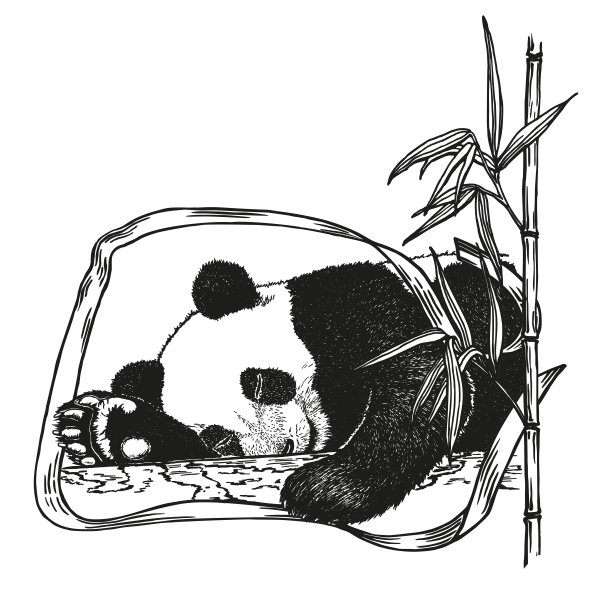 熊猫，在白色背景上手绘黑色墨水轮廓图片下载