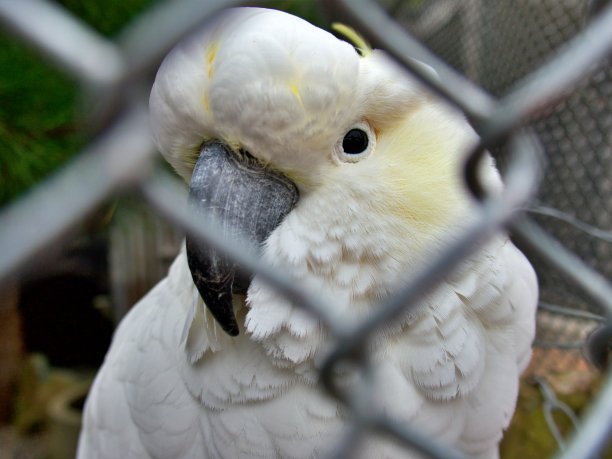 近距离看鹦鹉头图片下载