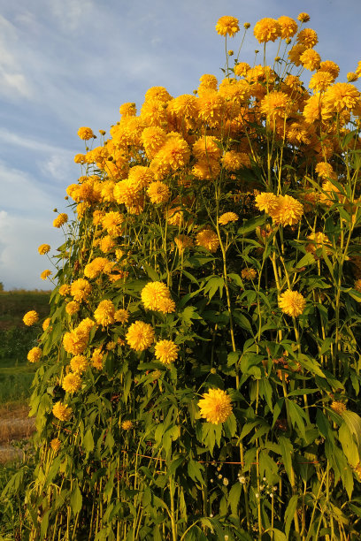 花园里鲜花盛开，夏日花园里花香宜人。图片下载