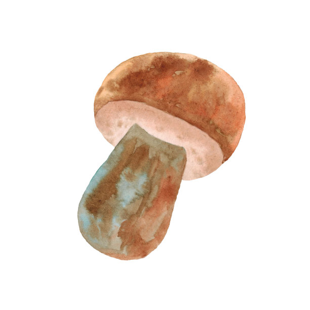 风景如画的蘑菇孤立在白色的背景。图片下载